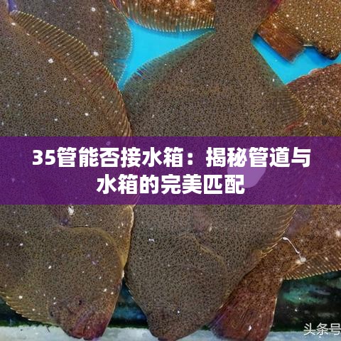 35管能否接水箱：揭秘管道與水箱的完美匹配