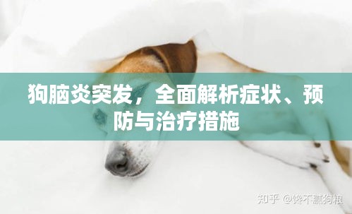 狗腦炎突發(fā)，全面解析癥狀、預(yù)防與治療措施