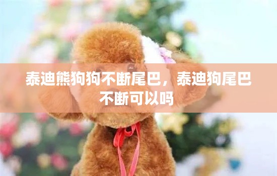 泰迪熊狗狗不斷尾巴，泰迪狗尾巴不斷可以嗎 