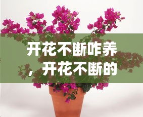 開(kāi)花不斷咋養(yǎng)，開(kāi)花不斷的植物 