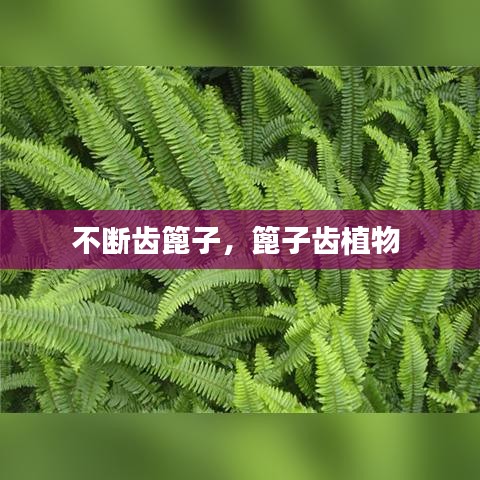 不斷齒篦子，篦子齒植物 