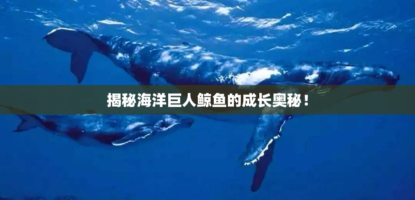 揭秘海洋巨人鯨魚的成長奧秘！
