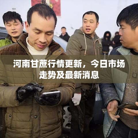 河南甘蔗行情更新，今日市場(chǎng)走勢(shì)及最新消息