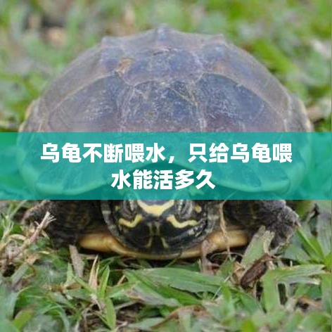 烏龜不斷喂水，只給烏龜喂水能活多久 