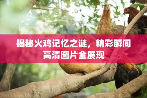 揭秘火雞記憶之謎，精彩瞬間高清圖片全展現(xiàn)