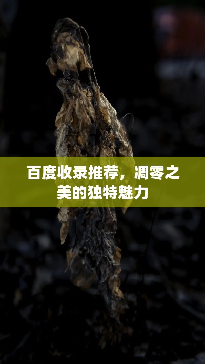 百度收錄推薦，凋零之美的獨(dú)特魅力