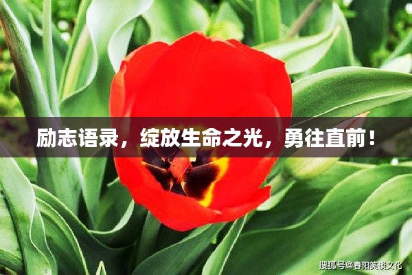 勵志語錄，綻放生命之光，勇往直前！