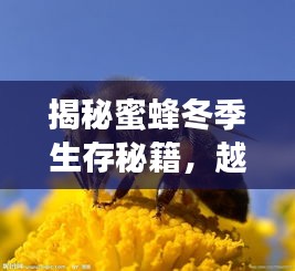 揭秘蜜蜂冬季生存秘籍，越冬不結(jié)團現(xiàn)象大解析