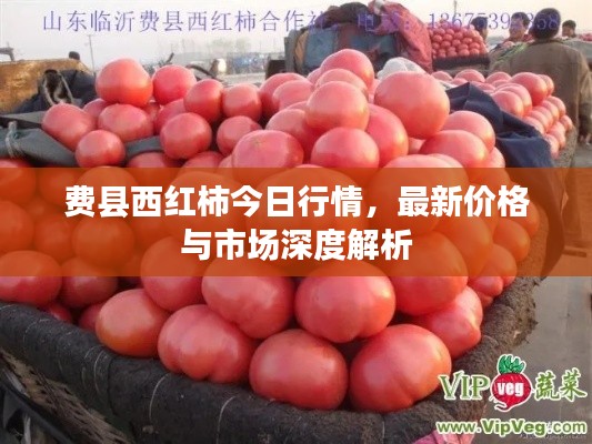 費(fèi)縣西紅柿今日行情，最新價格與市場深度解析