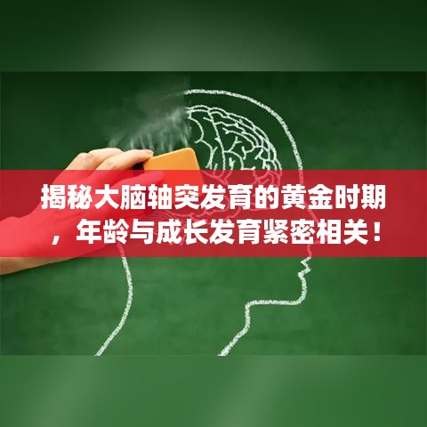揭秘大腦軸突發(fā)育的黃金時(shí)期，年齡與成長(zhǎng)發(fā)育緊密相關(guān)！