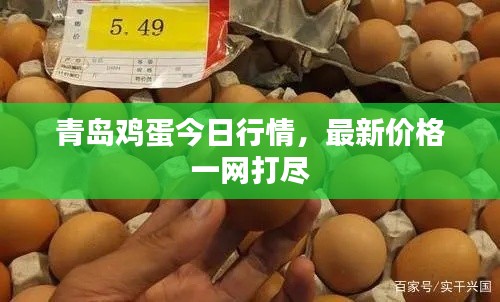 青島雞蛋今日行情，最新價格一網(wǎng)打盡