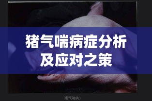 豬氣喘病癥分析及應(yīng)對之策
