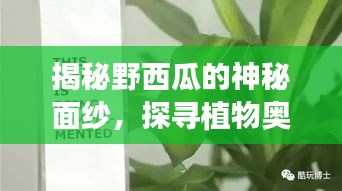 揭秘野西瓜的神秘面紗，探尋植物奧秘之旅