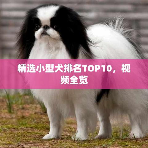 精選小型犬排名TOP10，視頻全覽