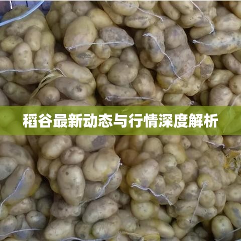 稻谷最新動(dòng)態(tài)與行情深度解析