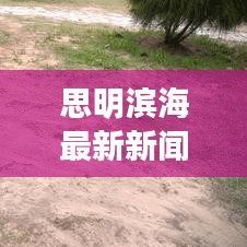 思明濱海最新新聞頭條，城市發(fā)展的活力與新動向