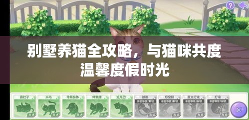 別墅養(yǎng)貓全攻略，與貓咪共度溫馨度假時(shí)光