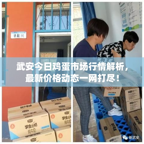 武安今日雞蛋市場行情解析，最新價格動態(tài)一網(wǎng)打盡！