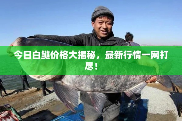 今日白鰱價(jià)格大揭秘，最新行情一網(wǎng)打盡！