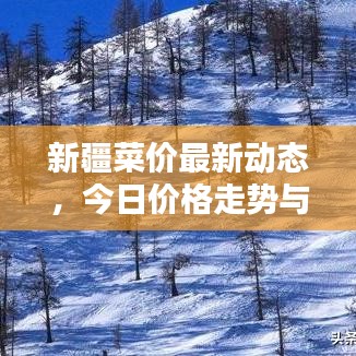 新疆菜價最新動態(tài)，今日價格走勢與分析報告