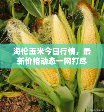 海倫玉米今日行情，最新價格動態(tài)一網(wǎng)打盡