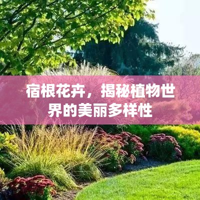 宿根花卉，揭秘植物世界的美麗多樣性