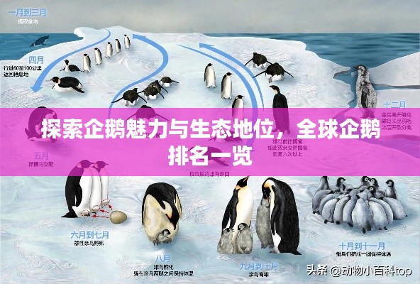 探索企鵝魅力與生態(tài)地位，全球企鵝排名一覽