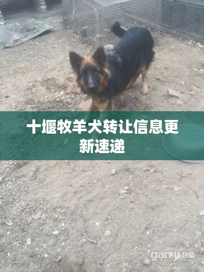 十堰牧羊犬轉(zhuǎn)讓信息更新速遞