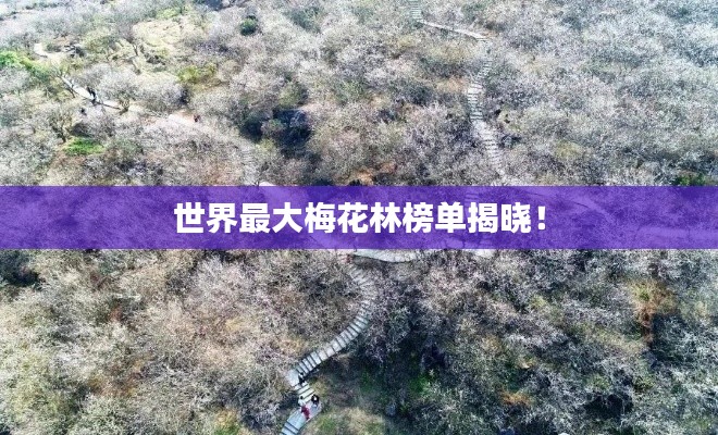 世界最大梅花林榜單揭曉！