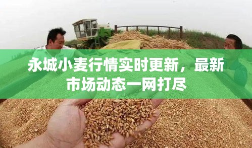 永城小麥行情實(shí)時(shí)更新，最新市場動(dòng)態(tài)一網(wǎng)打盡