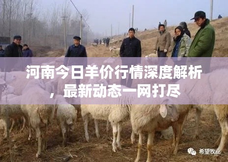 河南今日羊價行情深度解析，最新動態(tài)一網(wǎng)打盡