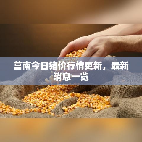 莒南今日豬價行情更新，最新消息一覽