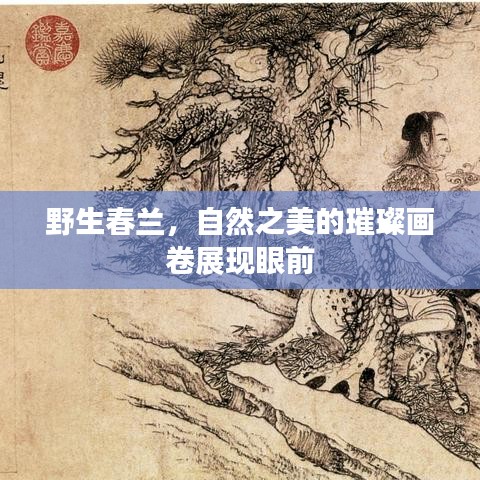 野生春蘭，自然之美的璀璨畫卷展現(xiàn)眼前