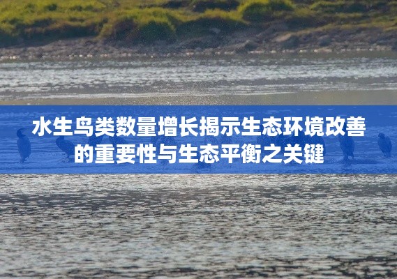 水生鳥類數(shù)量增長(zhǎng)揭示生態(tài)環(huán)境改善的重要性與生態(tài)平衡之關(guān)鍵