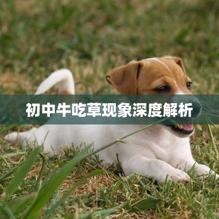 初中牛吃草現(xiàn)象深度解析