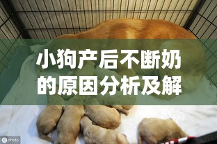 小狗產(chǎn)后不斷奶的原因分析及解決策略