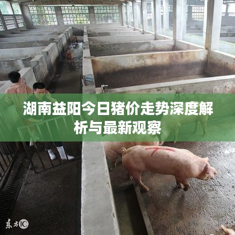 湖南益陽今日豬價走勢深度解析與最新觀察