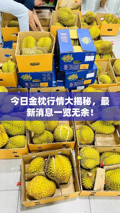 今日金枕行情大揭秘，最新消息一覽無(wú)余！